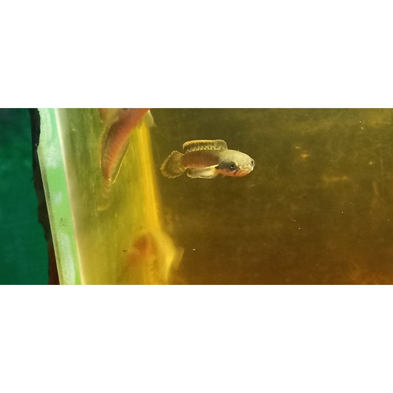 channa limbata cb Ukuran 4-5cm