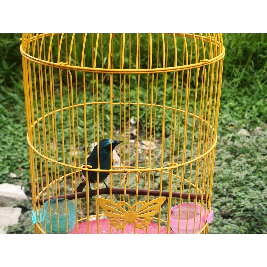 Burung Selendang Biru bahan jantan