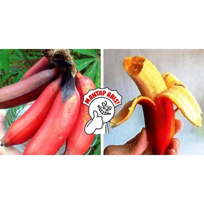 BIBIT TANAMAN BUAH - POHON PISANG MERAH