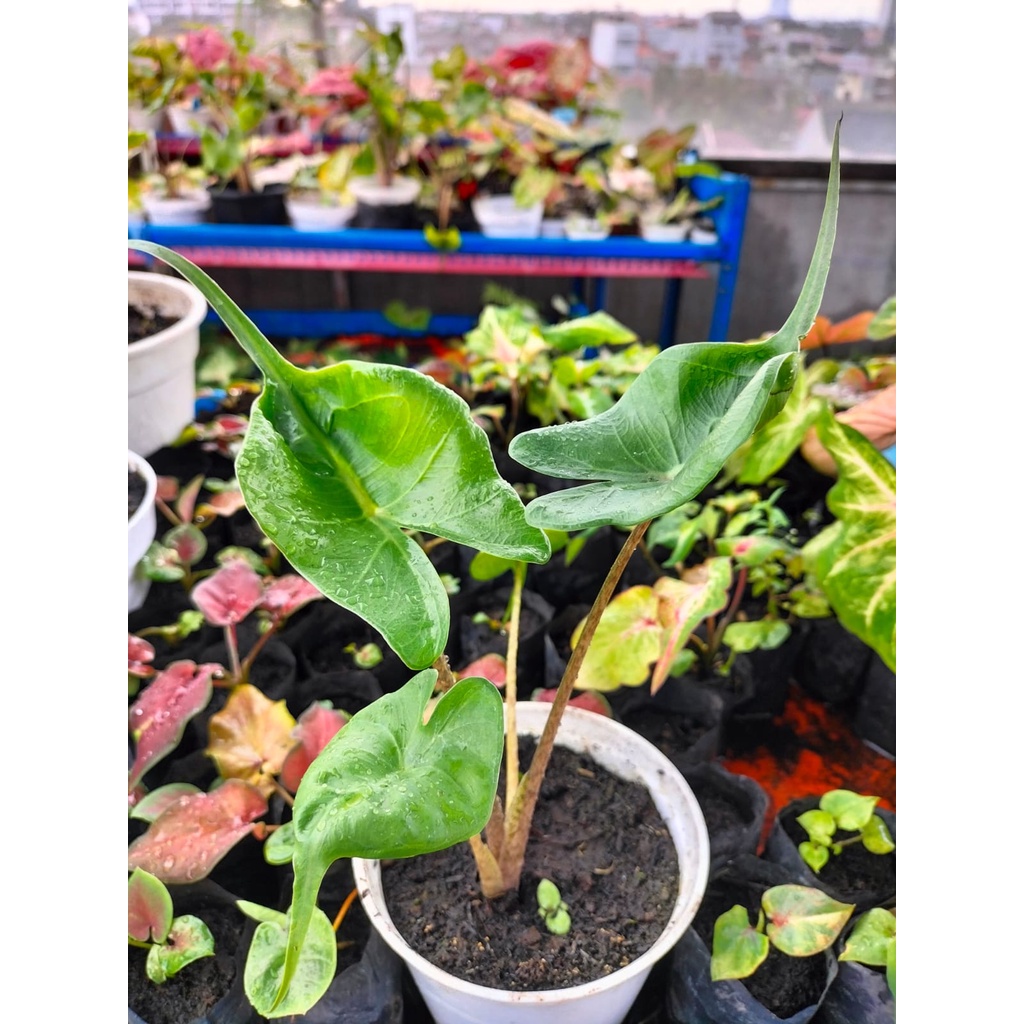 Alocasia Ekor Pari