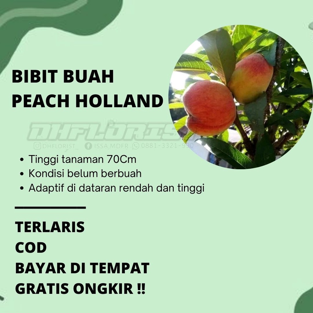 Bibit buah persik /peach  holland