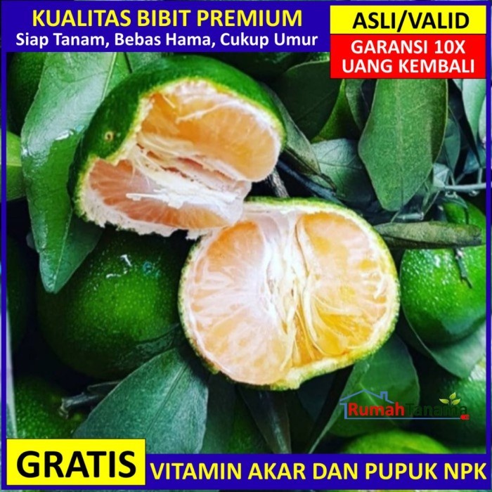 BIBIT TANAMAN BUAH JERUK SANTANG MADU HIJAU UNGGUL BERGARANSI