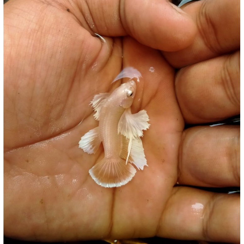 Dumbo ear soft gold super lebar