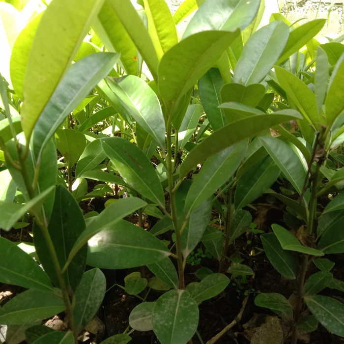 Bibit tanaman buah Sawo Kecik/sawo Manila/ sawo Jawa buah super manis DDD