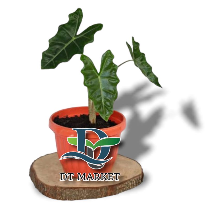 Tanaman Hias Alocasia Sanderiana