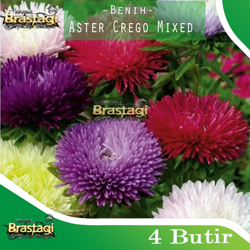4 Benih Bibit Bunga Aster Crego Mixed - Biji Tanaman Bunga Hias - Repacking Haira Seed