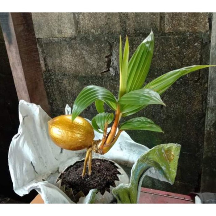 Terlaris Kelapa Bonsai Cod Sudah Jadi