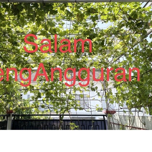 ♢ Entres anggur import per paket ☆