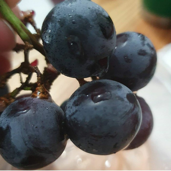 BIBIT TANAMAN BUAH ANGGUR IMPOR KYOHO-BIBIT ANGGUR IMPOR KIYOHO