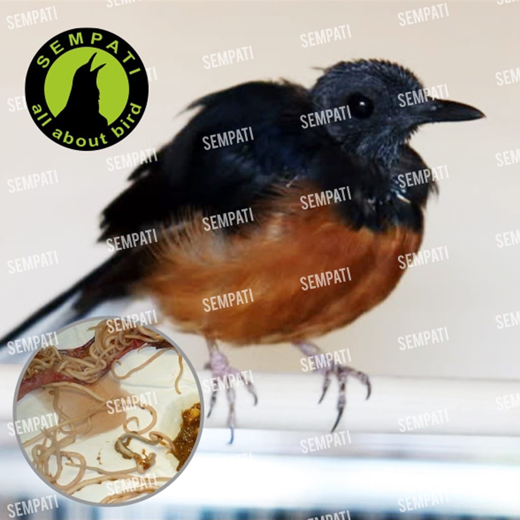 OBAT CACING SEMPATI MENGOBATI BURUNG SAKIT CACING KURUS LESU UNTUK MURAI KACER LOVEBIRD ANIS DLL