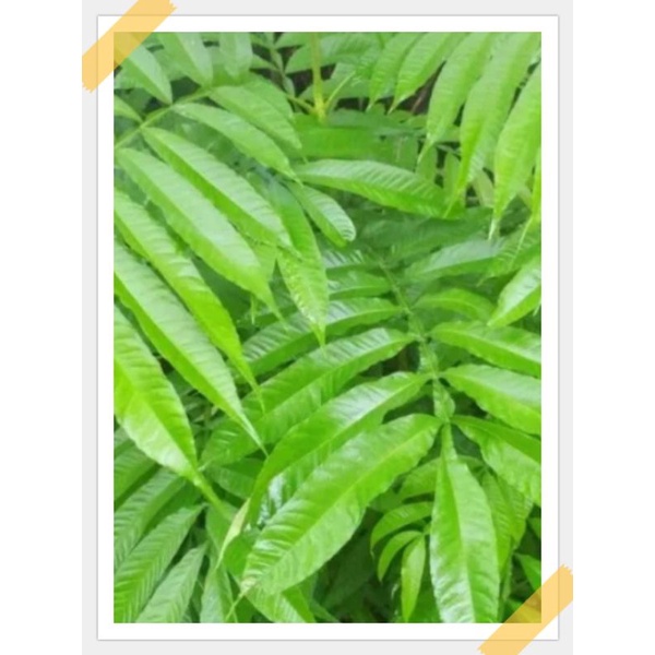 

daun Sungkai/sungke segar 1kg herbal