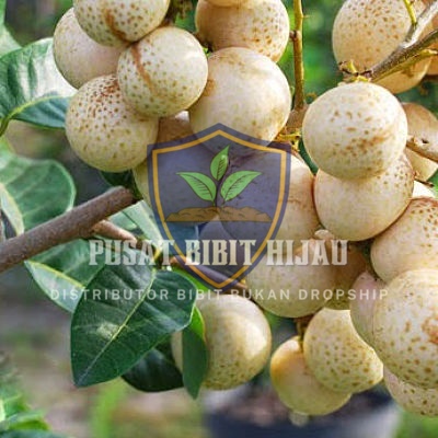 Bibit Kelengkeng Matalada Pohon Buah Besar Manis