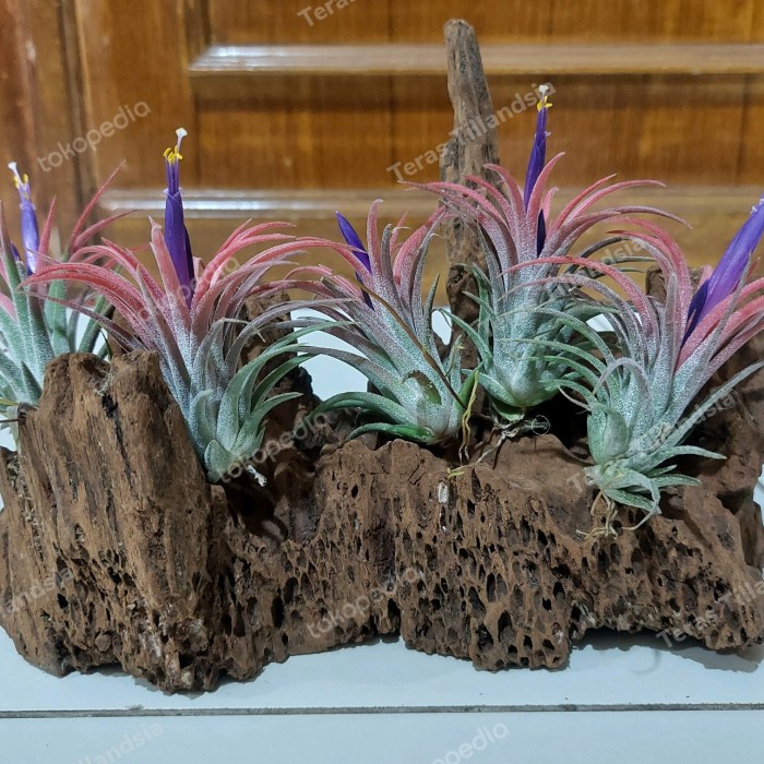 Terlaris Paket 5 -Tillandsia Ionantha Rubra