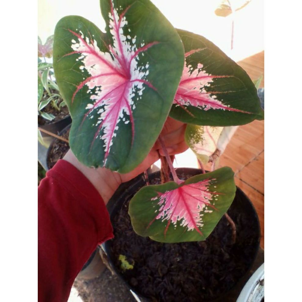 tanaman hias caladium ace of heart keladi jantung hati