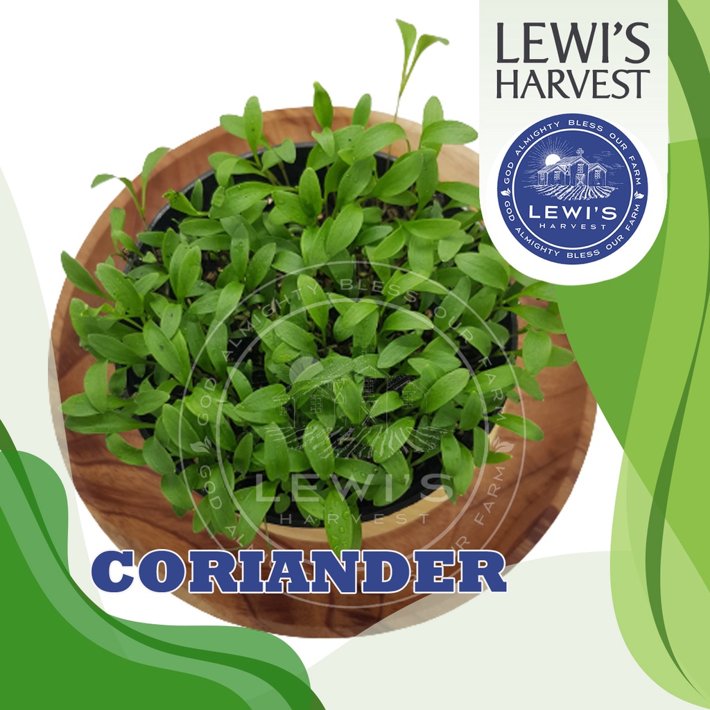 

Microgreen Coriander