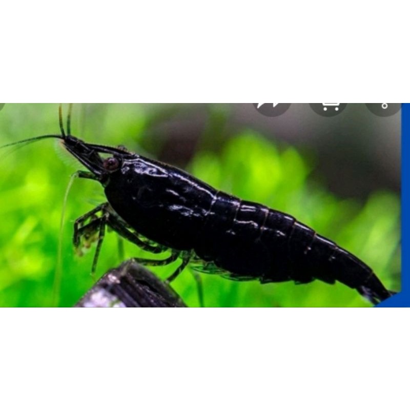 

udang black Coco