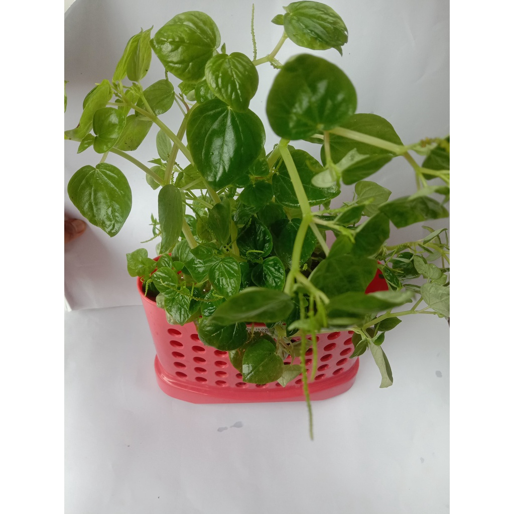 

DAUN SIRIH CINA SEGAR/KETUMPANG AIR ( SURUH CINA ) ~OMAH USODO~