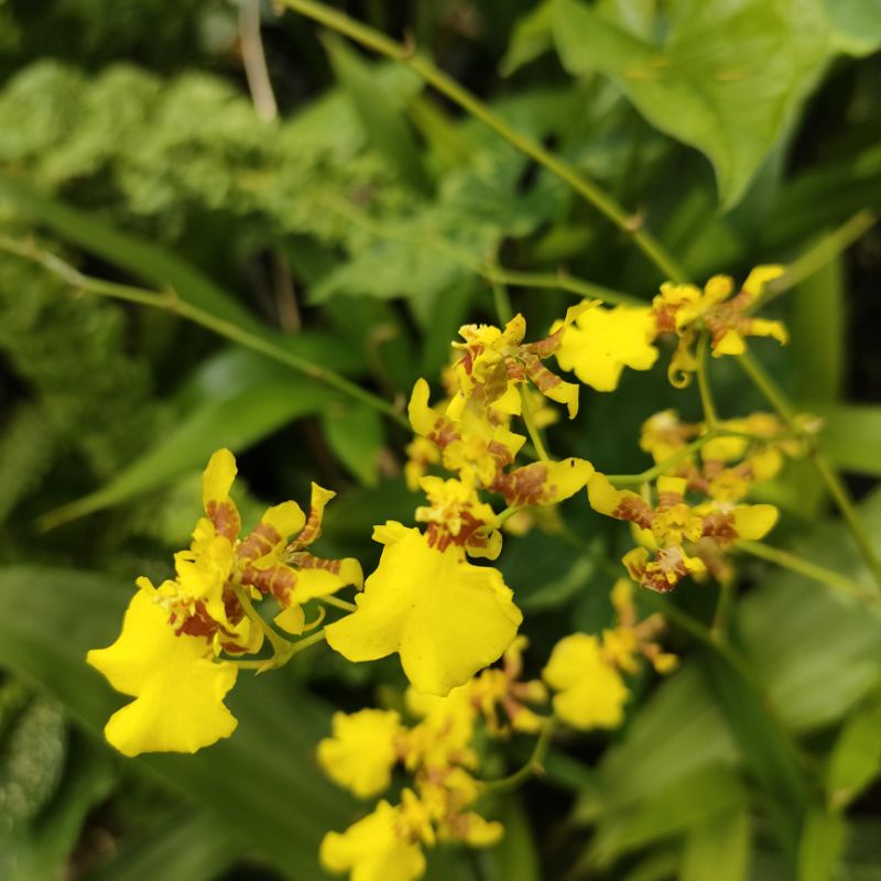 Anggrek Oncidium Golden Shower