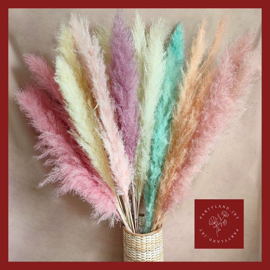 Dried Flower Rainbow Jumbo Pampas Bunga Kering Asli Hias Dekorasi Pajangan