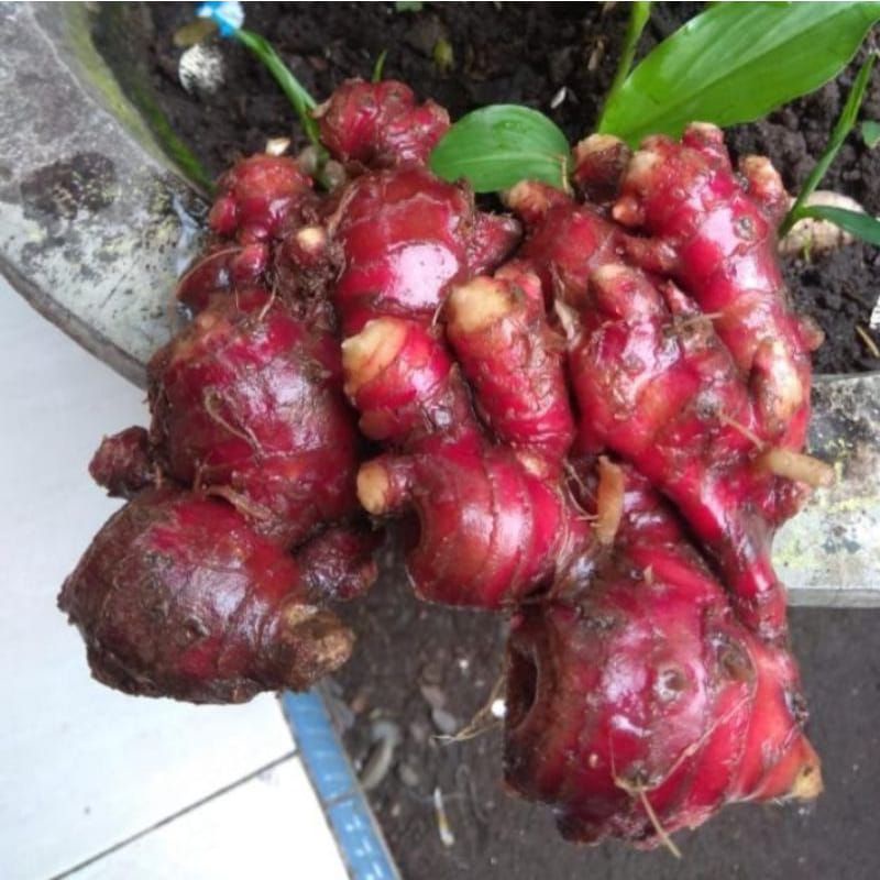 

JAHE MERAH MAGETAN LOKAL