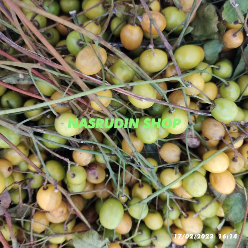 

[Fresh] BUAH MINDI BUSUK / BIBIT MINDI BUAH MATANG / BIBIT BUAH BIJI MINDI MATANG SIAP SEMAI / BIBIT