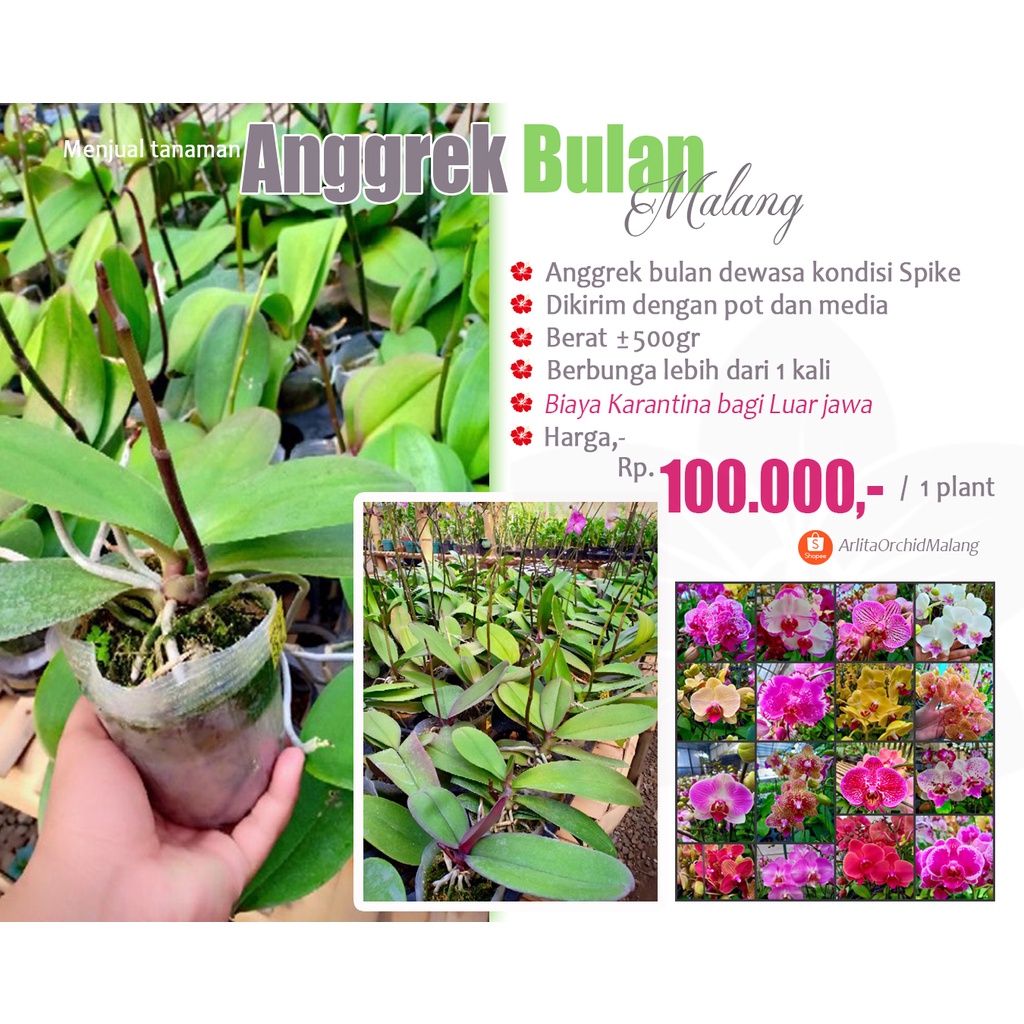 Anggrek bulan dewasa kondisi spek Taiwan Clone