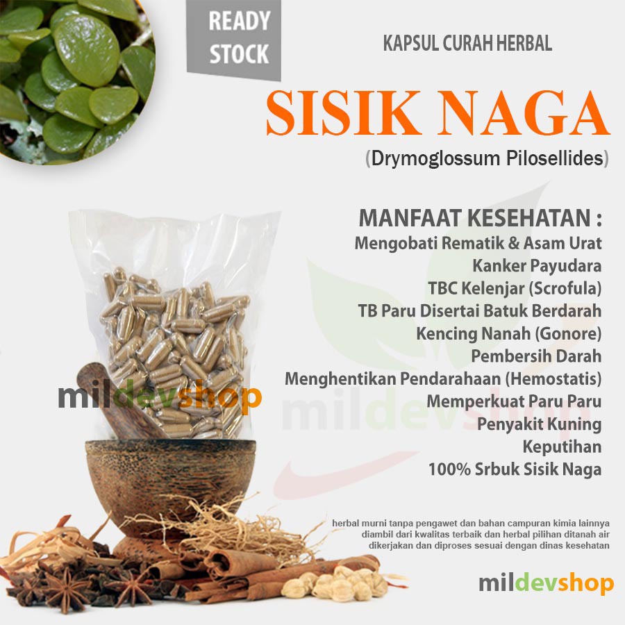 

SISIK NAGA 100 Kapsul Herbal Asam Urat Kencing Nanah Scrofula Paruparu