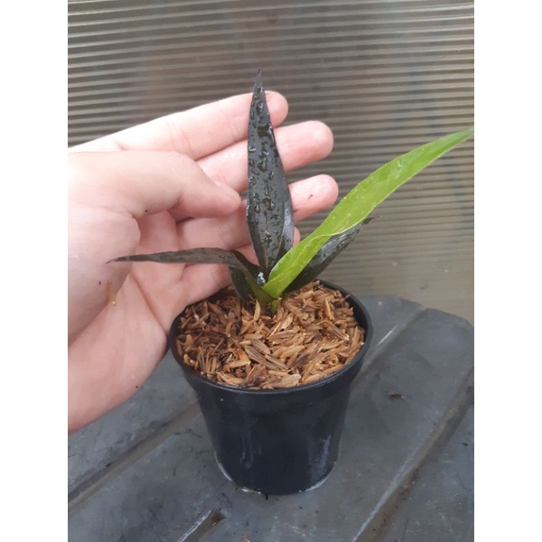 anthurium (obor. black keris . black beuty )ekonomis