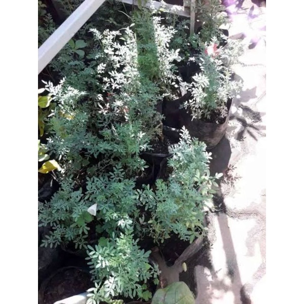 Tanaman Obat Herbal Inggu