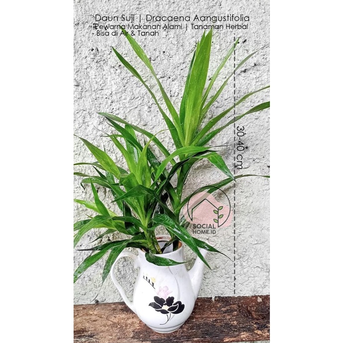 

Tanaman Herbal Daun Suji, Pewarna Makanan Alami