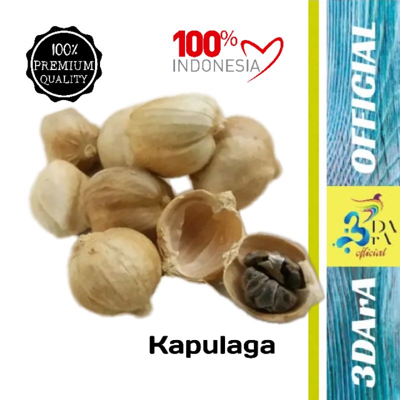 

Kapulaga Jawa 500gr - Kapulaga Lokal Asli Kualitas Premium