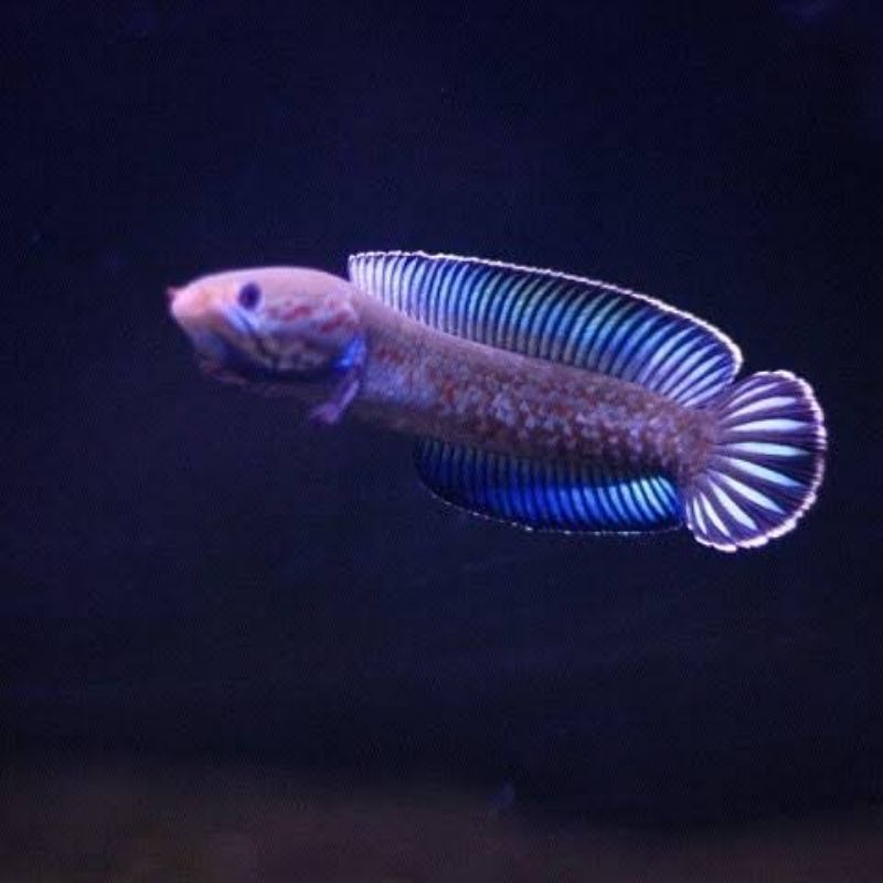 

ikan chana acak beli 2 gratis 5