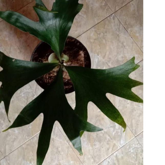 ➲ platycerium(kadaka..doa) ☺