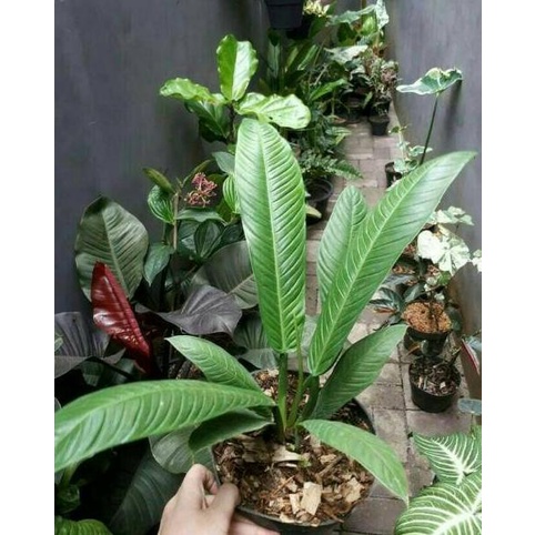 ❅ZDE Tanaman Hias Philodendron Lynette  Linet  Pohon Hias Hidup ⋆ Z ✍
