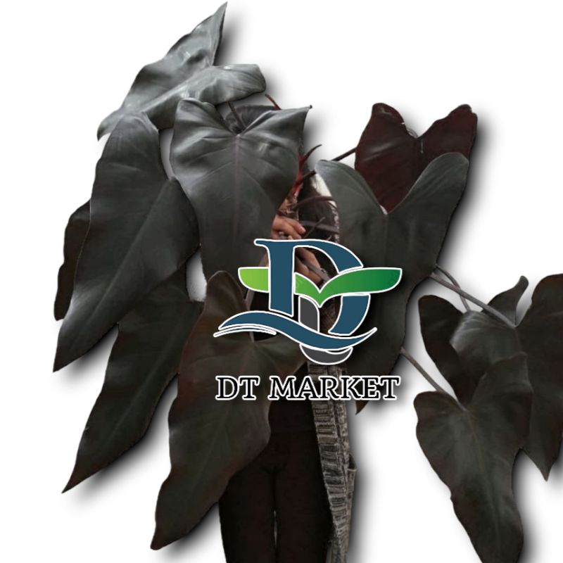Tanaman Hias Philodendron Black Majesty