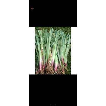 BIBIT RUMPUT SATARIA PAKAN TERNAK