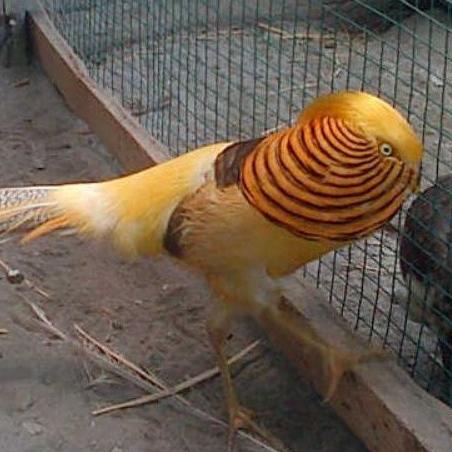 

Yang dinanti telur ayam hias jenis yellow Pheasant