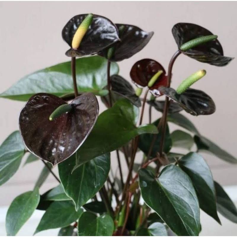 Tanaman import anthurium Mickey mouse bunga Hitam - tanaman hidup