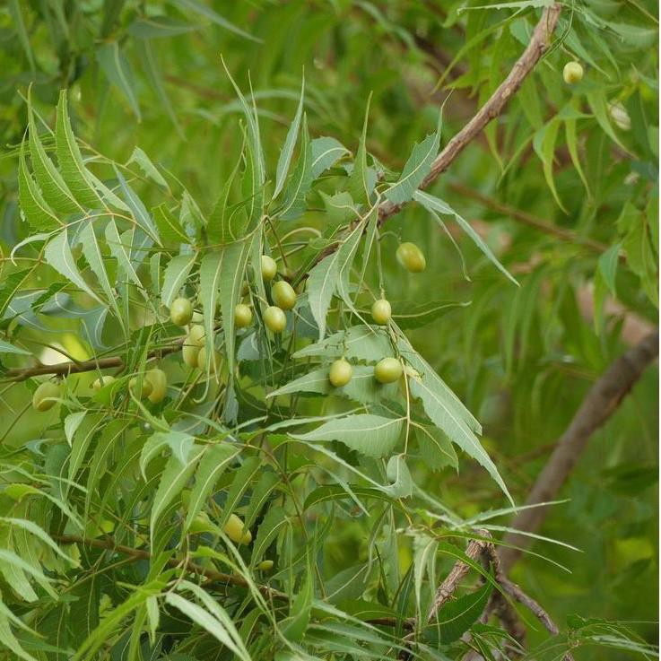 10 Bibit Daun Mimba Murah Berkualitas Tinggi 70-100 Cm