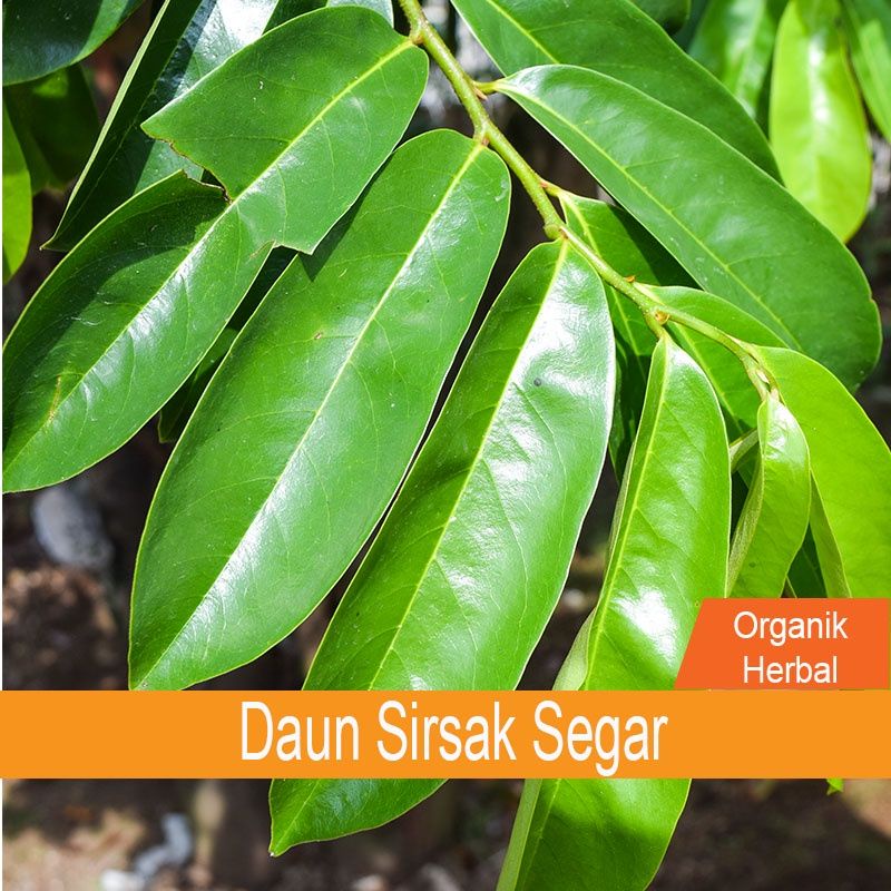 daun sirsak segar  organik langsung petik 1kg murah