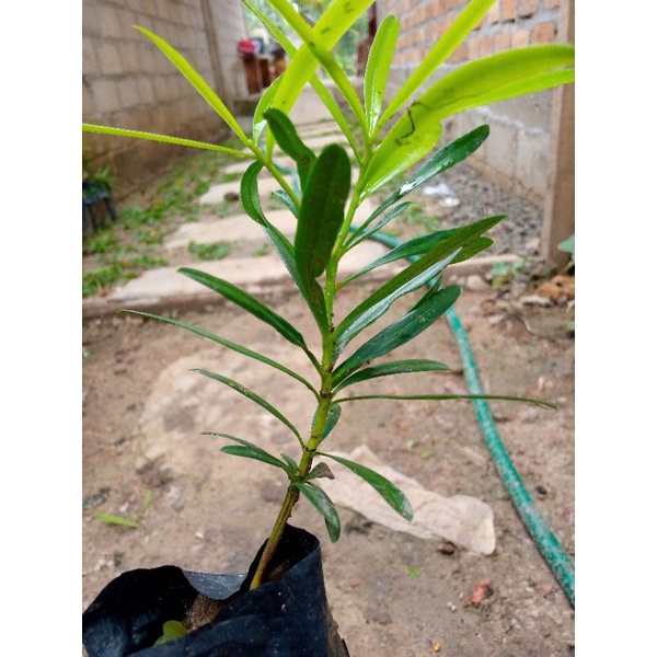 bibit lohansung mawar | lohansung mawar | lohansung  | bonsai lohansung