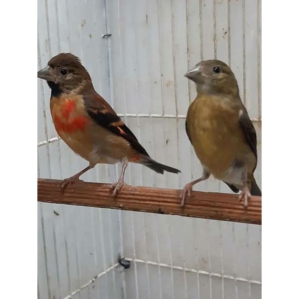 Red Siskin Klasik Paud Sepasang