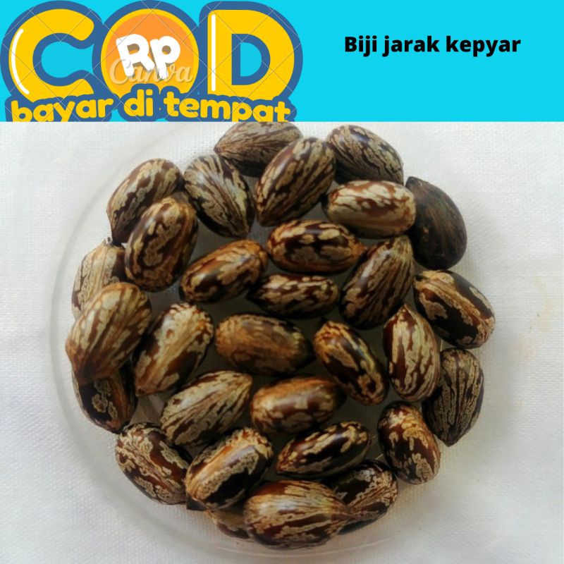 Biji jarak kepyar daun hijau 50 biji