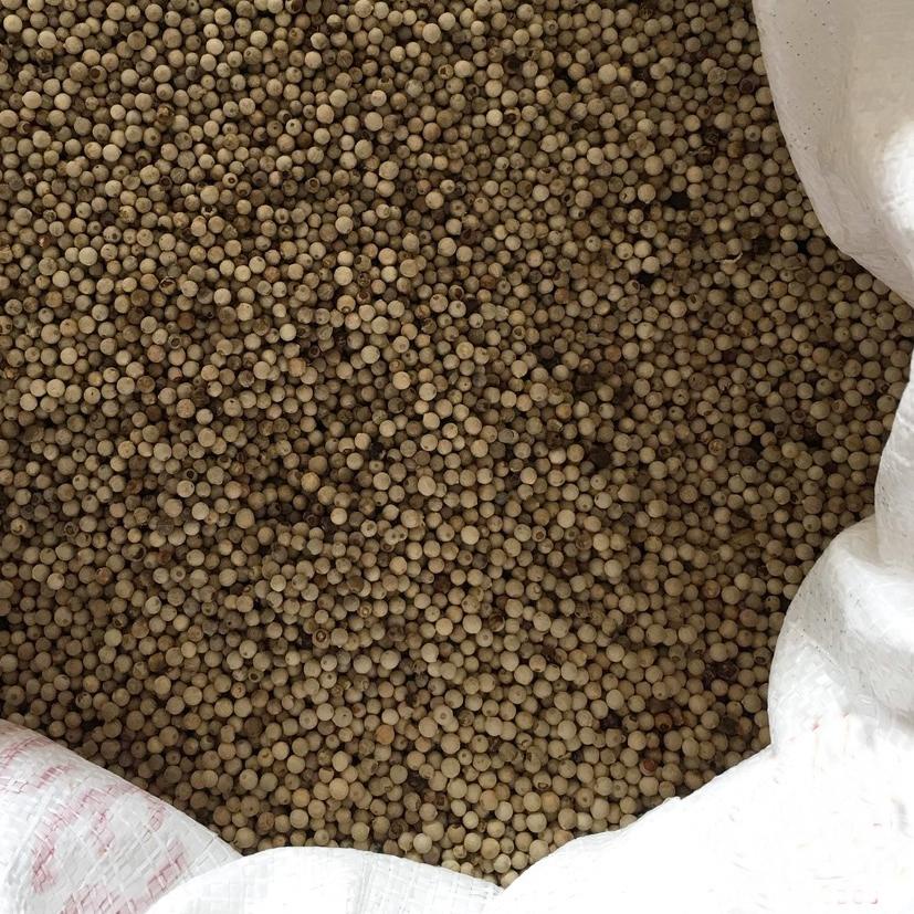 

☚ Lada Putih Butir 1 Kg / Merica Putih Super / Lada Putih Alami ☼