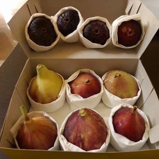 Terlaris Tanaman buah Ara buah surga Bibit pohon buah tin merah jumbo DDD