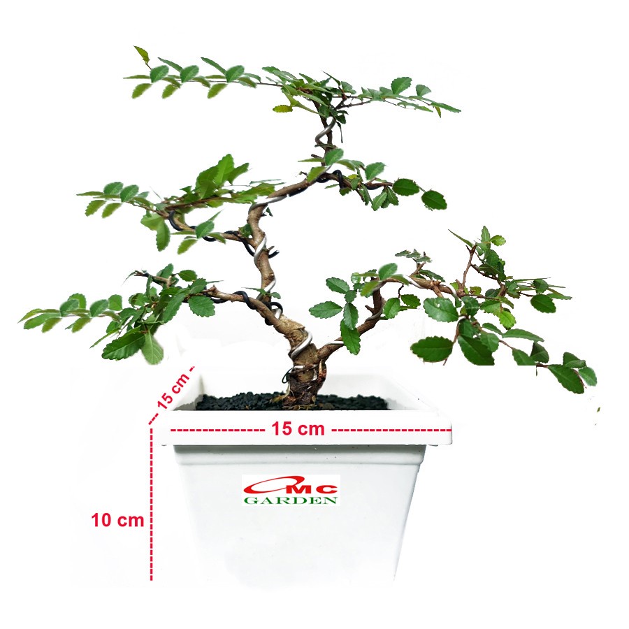 Bonsai Bonsae Ulmus Mikro Micro Elm Cina 001