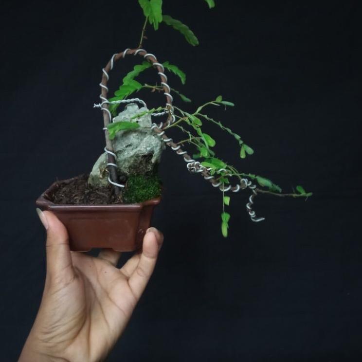 

Barang keren asem asem jawa