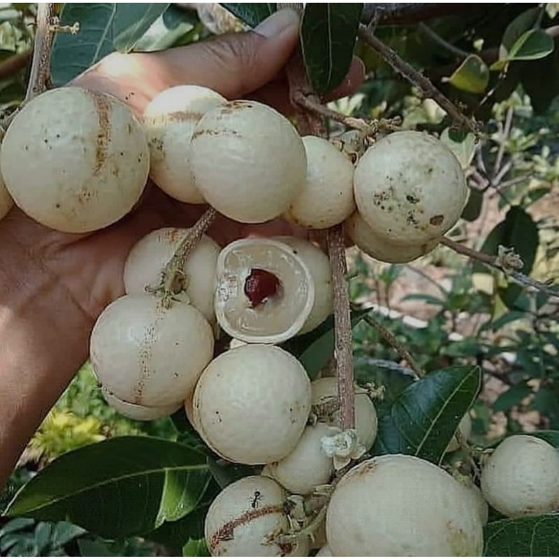 BIBIT TABULAMPOT KELENGKENG PINGPONG