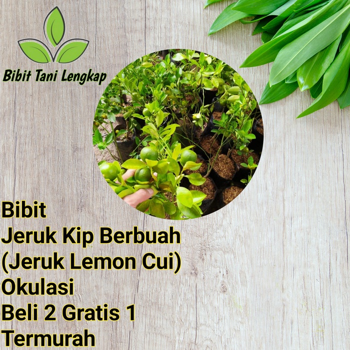 BIBIT TANAMAN BUAH JERUK KIP BERBUAH-JERUK LEMON CUI BERBUAH-LEMON CUI