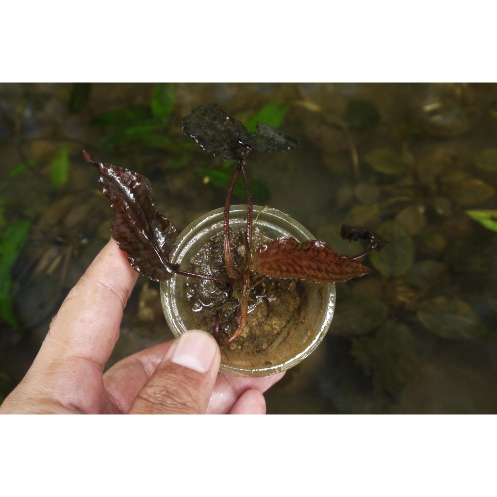 Cryptocoryne striolata tiger
